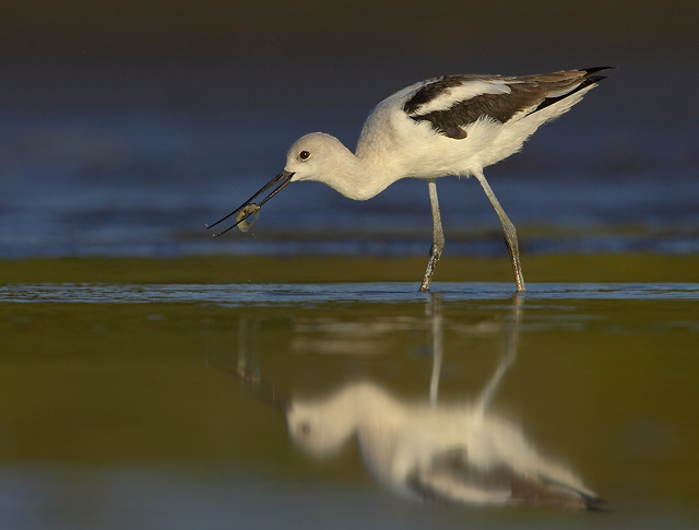 American Avocet