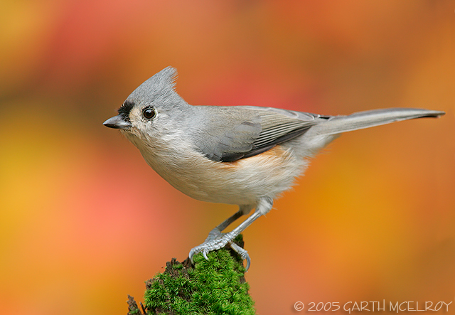 Tufted Titmouse