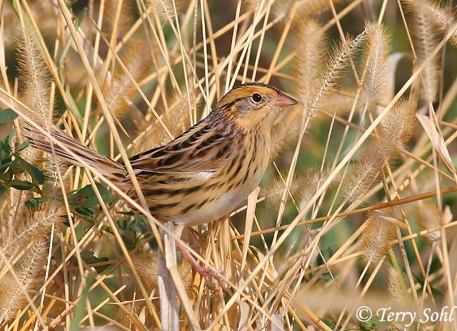 Le Conte's Sparrow