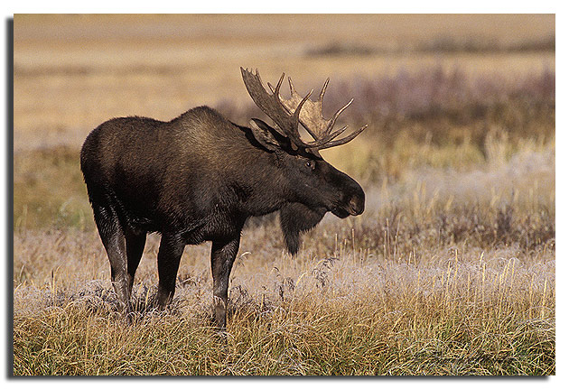 WC #198 -- Moose