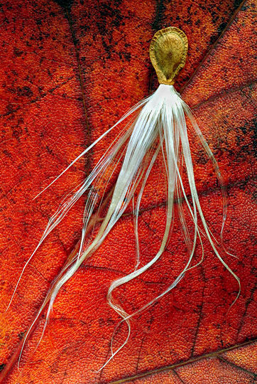 Milkweed Seed