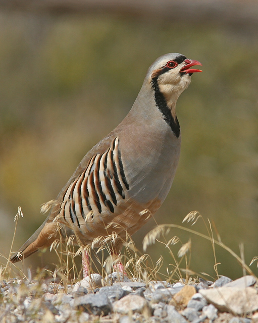 Chukar