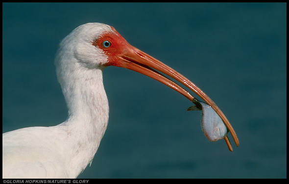 White Ibis & Flounder