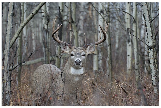 Waterton Whitetail