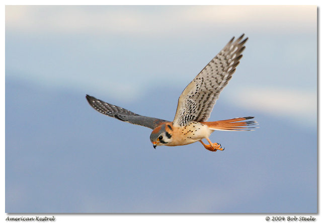 American Kestrel in Flight