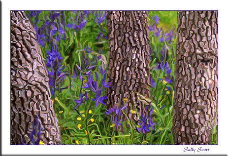 Garry Oak and Camas