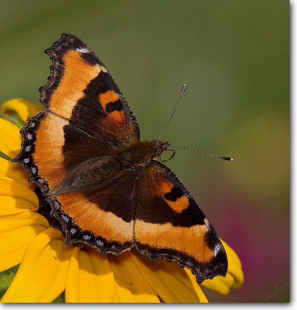 Milbert's Tortoiseshell  (updated photo)