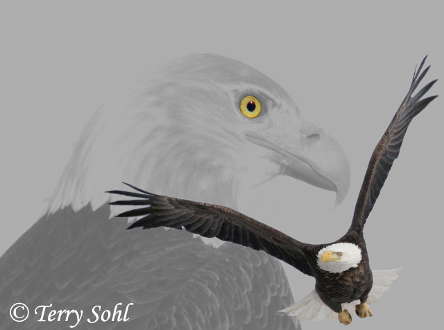 Bald Eagle Composite