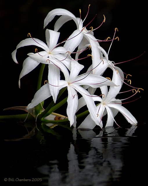 Swamp Lilly
