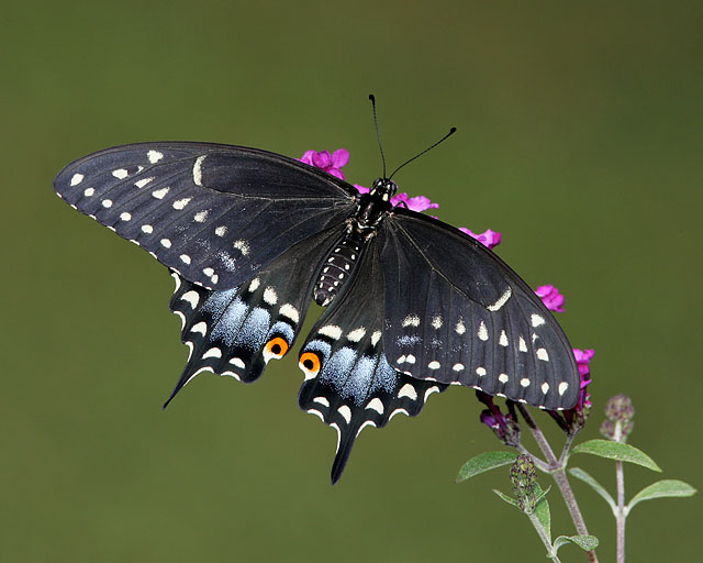 Black Swallowtail (female)