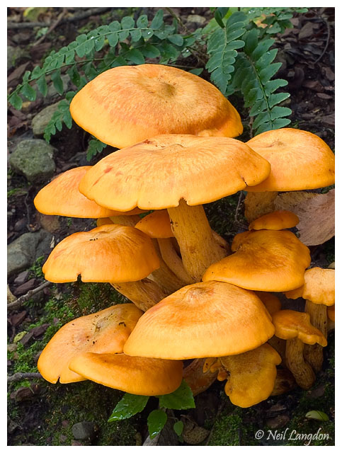 Mushrooms