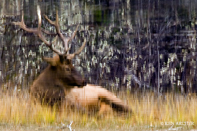 WC #202 Bull Elk