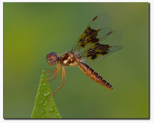 Amberwing