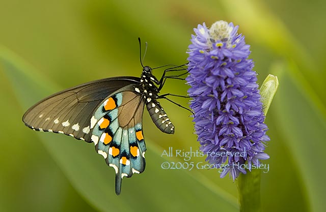 Pipevine Swallowtail