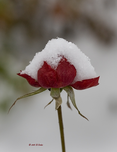 Rose Catching Snow