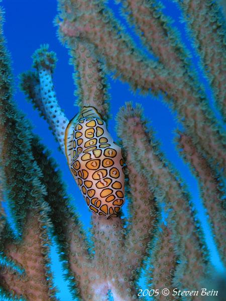 Flamingo Tongue