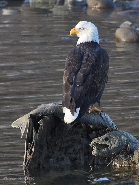 Bald Eagle