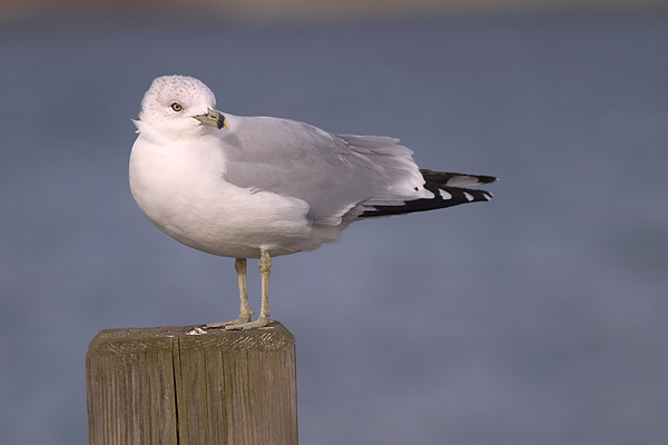 Gull on Post