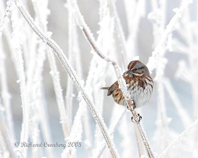 Song sparrow