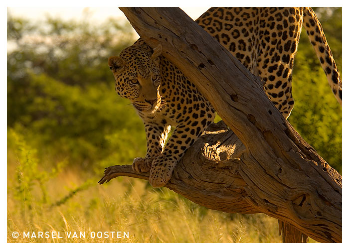 Leopard