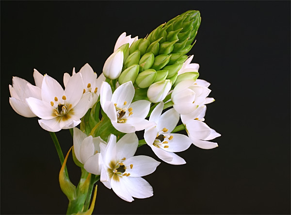 flower in white