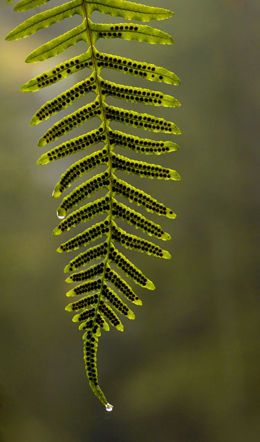Spotted Fern