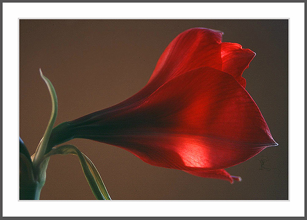 WC# 111  Houseplant, Lily
