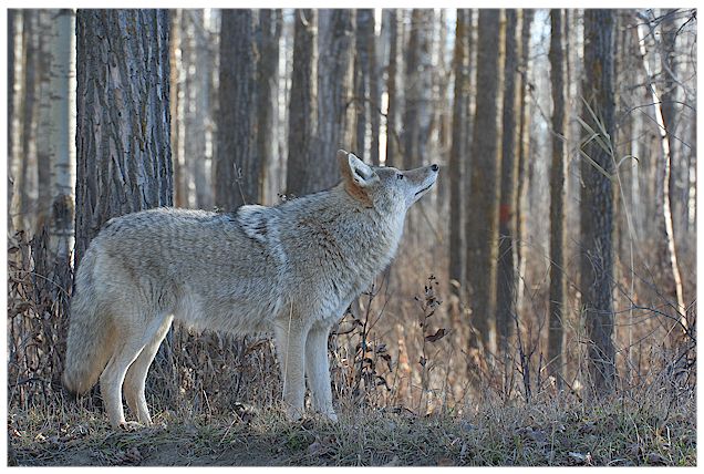 Coyote looking at  ... something