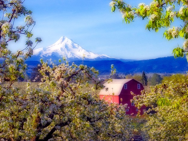An Orchard, a Barn, and a Mountain