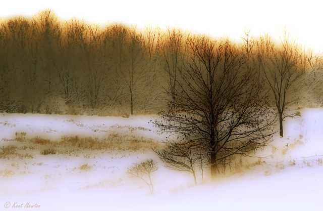 Snowy Field