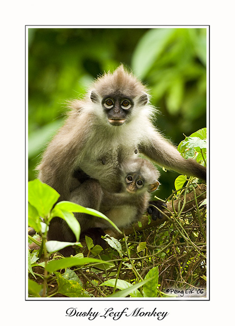 Dusky Leaf Monkey