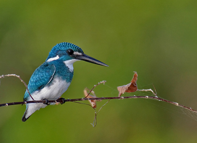 Little blue Kingfisher