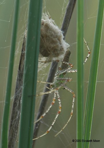 Green Lynx Spider and Eggcase