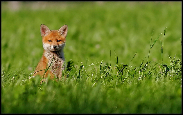 Young Red Fox