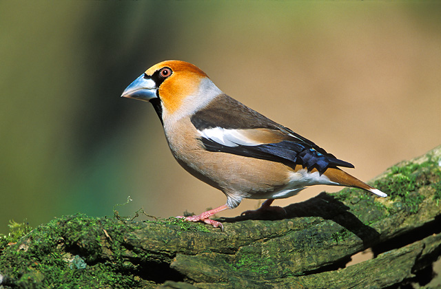 Hawfinch 'male'