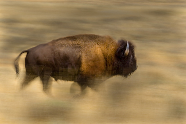 Bison Pan/Blur