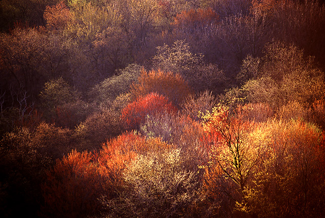 Spring Palette