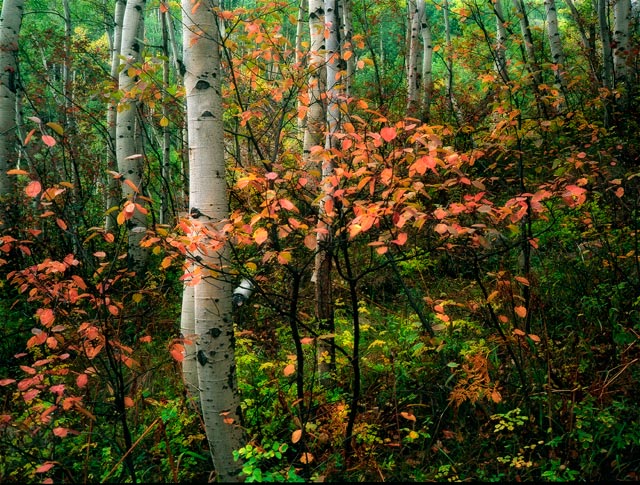 Changing Alders ala Orton