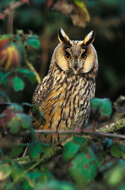 Long-eared Owl