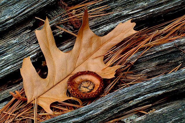 Oak And Pine
