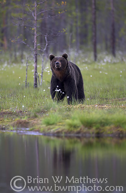 European Brown Bear