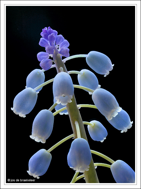 Grape Hyacinth