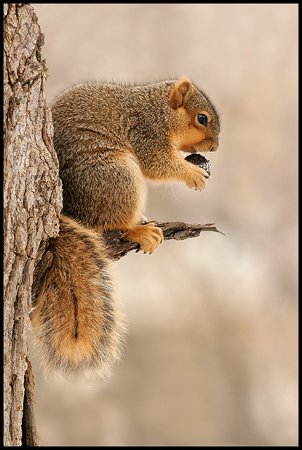 'just' a fox squirrel