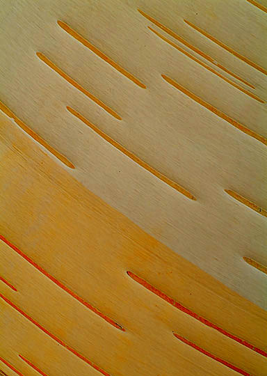 Birch Bark