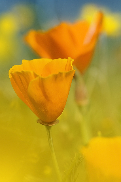 More Poppies