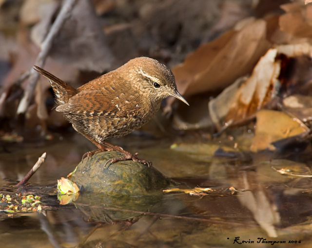 Winter Wren