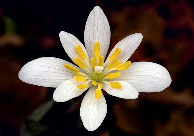 Bloodroot