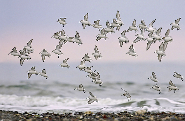 Sanderlings