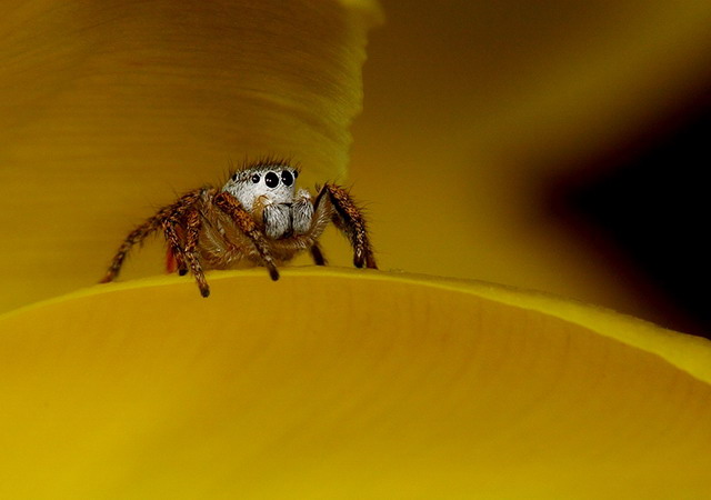 Habronattus sp.