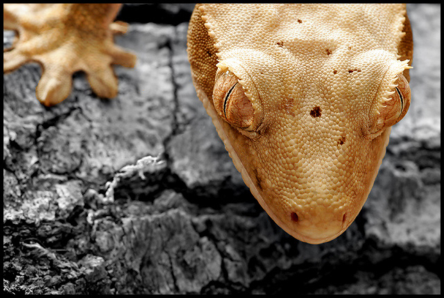 Selective Gecko